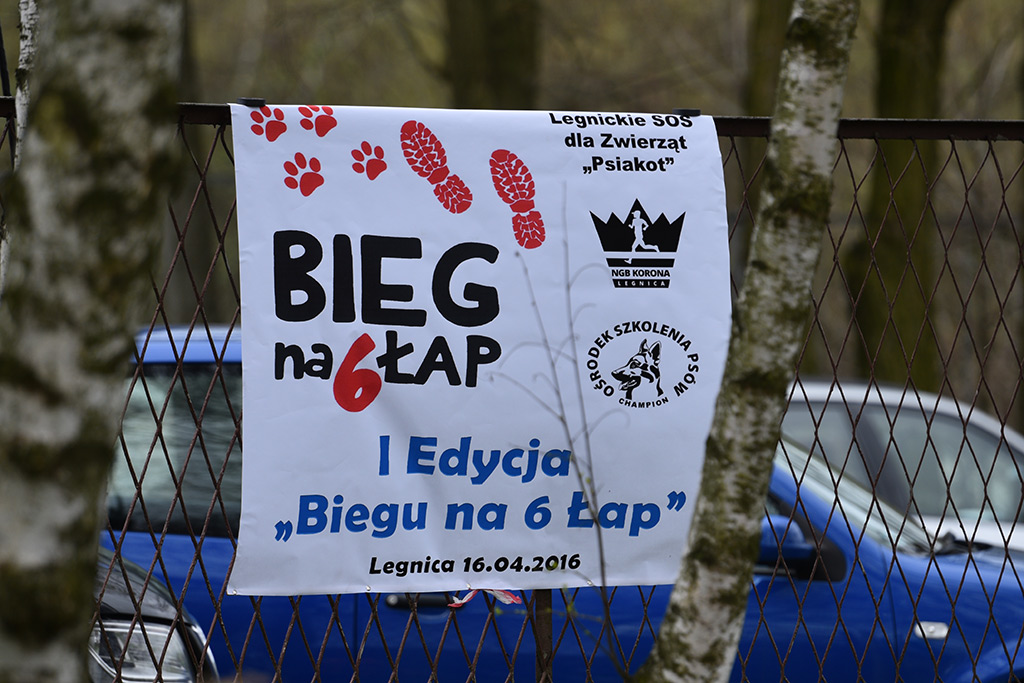 W legnickim Lasku Złotoryjskim odbył się „Bieg na 6. łap”