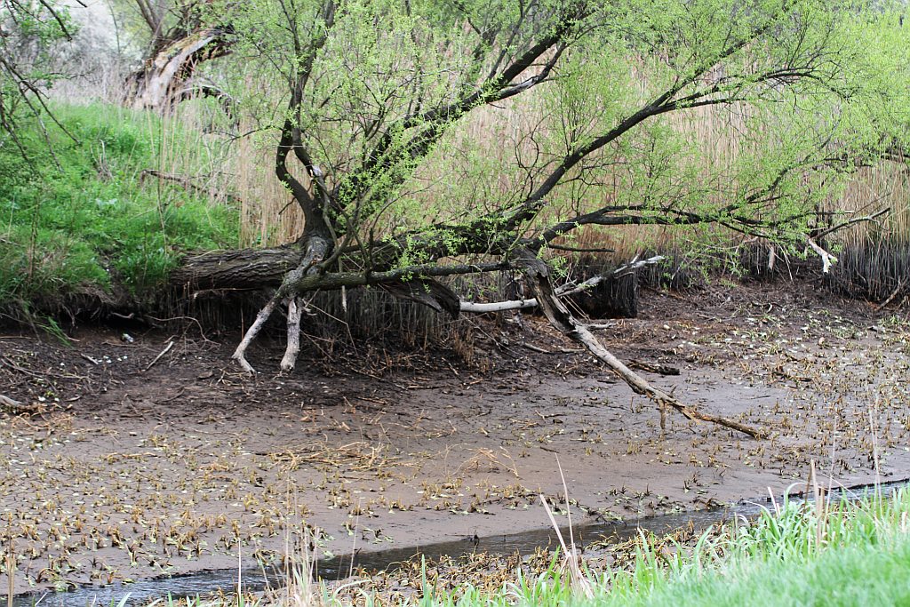 Spuścili wodę z kąpieliska Kormoran, bo będą czyścić dno