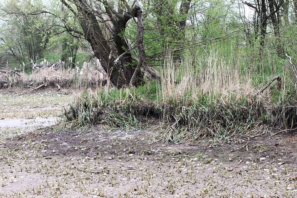 Spuścili wodę z kąpieliska Kormoran, bo będą czyścić dno