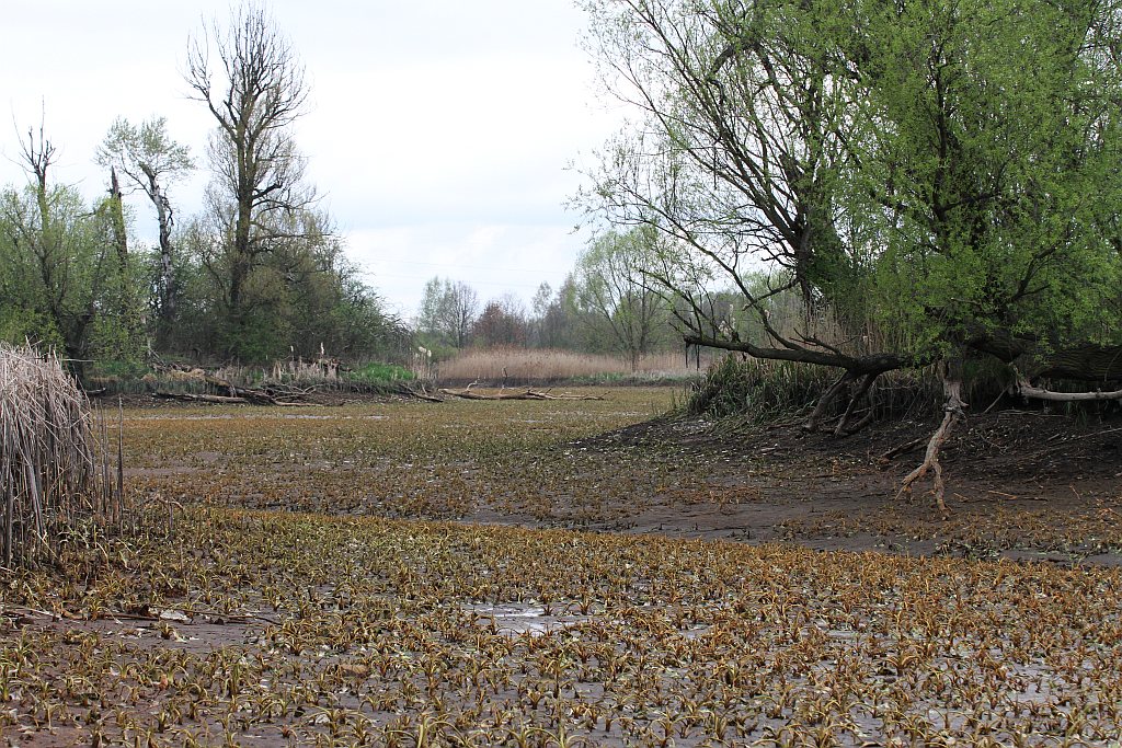 Spuścili wodę z kąpieliska Kormoran, bo będą czyścić dno
