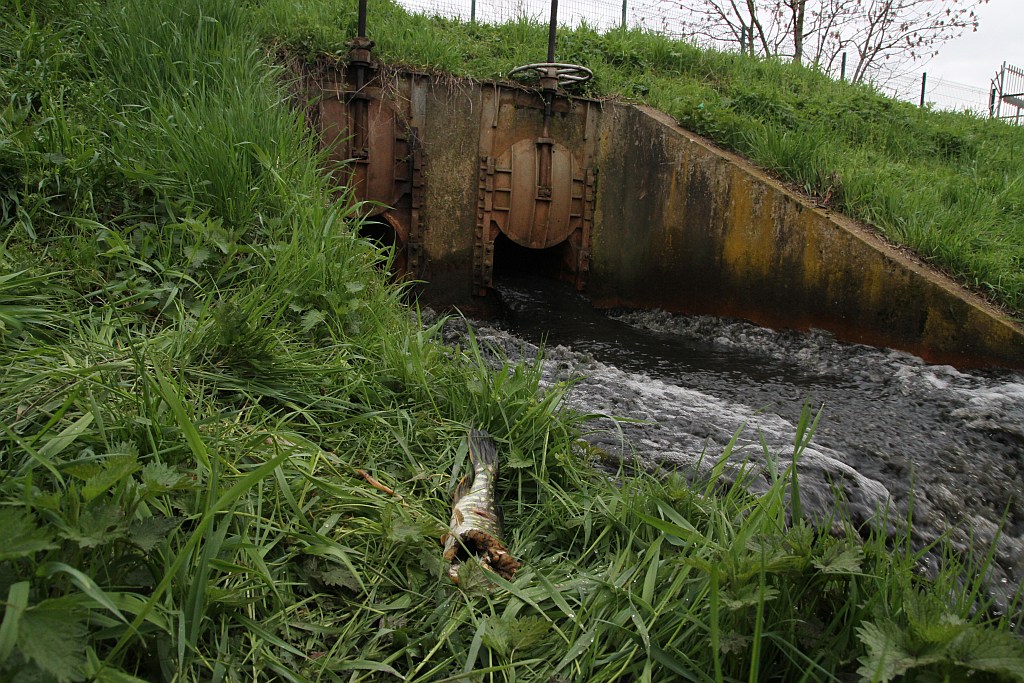 Spuścili wodę z kąpieliska Kormoran, bo będą czyścić dno