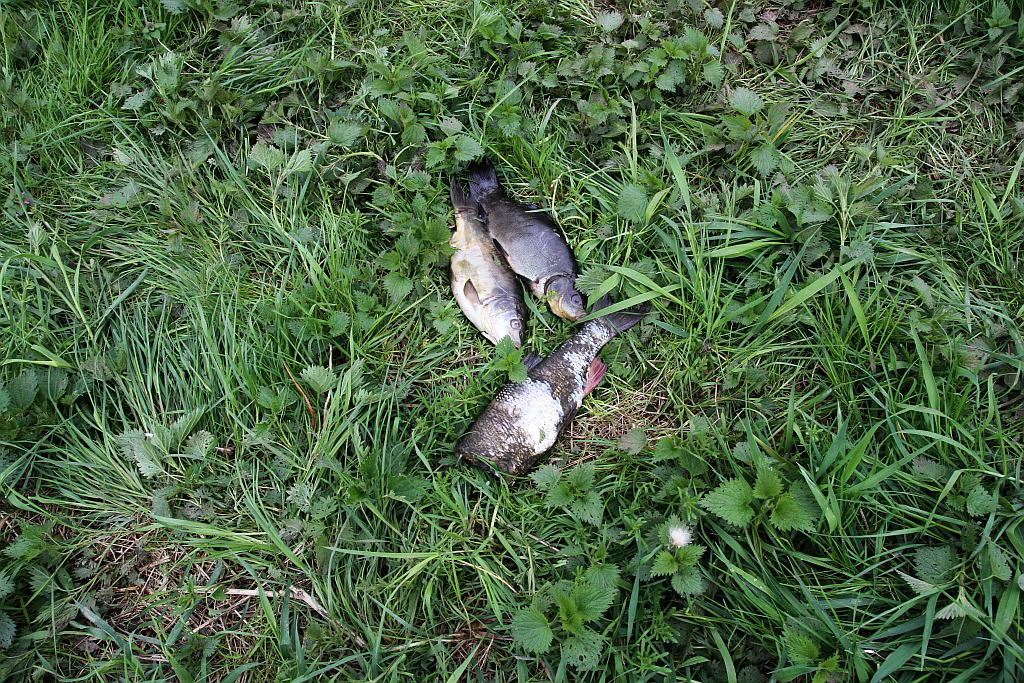 Spuścili wodę z kąpieliska Kormoran, bo będą czyścić dno