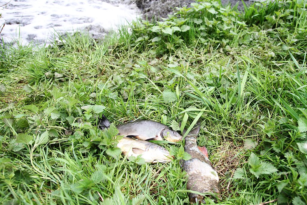 Spuścili wodę z kąpieliska Kormoran, bo będą czyścić dno