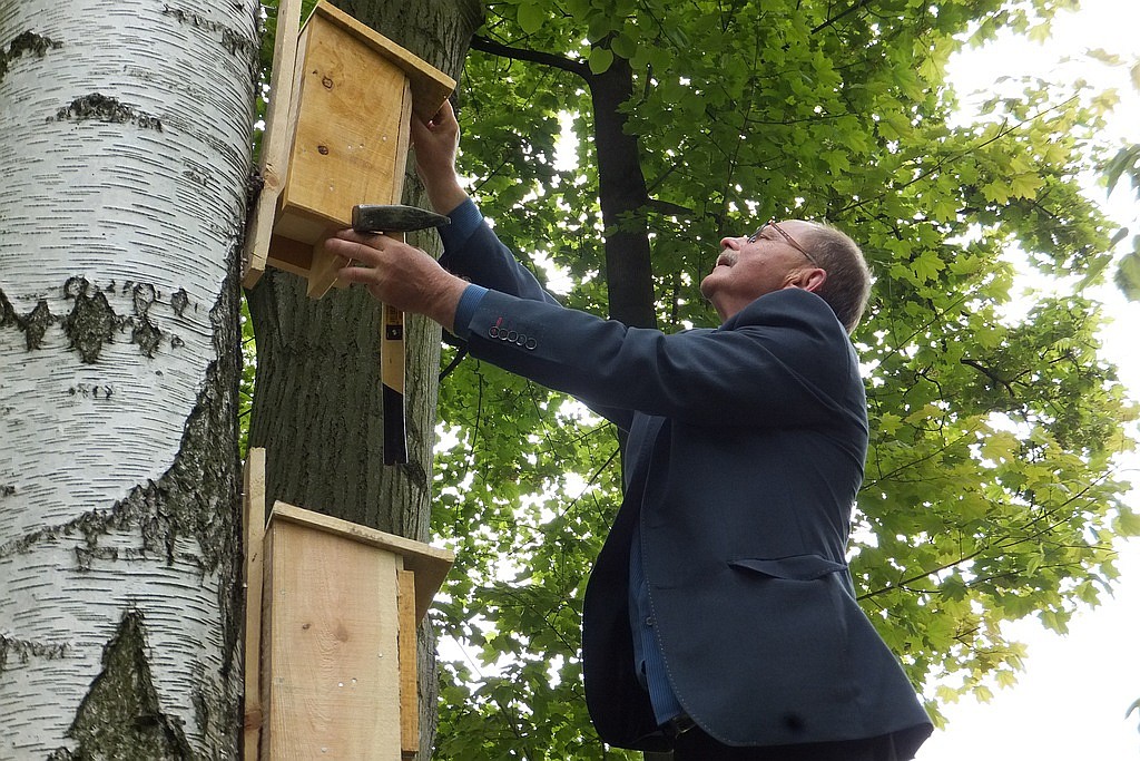 W Parku Miejskim zamontowano budki lęgowe dla nietoperzy
