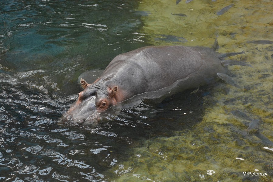 Wycieczka dzieci do wrocławskiego ogrodu zoologicznego