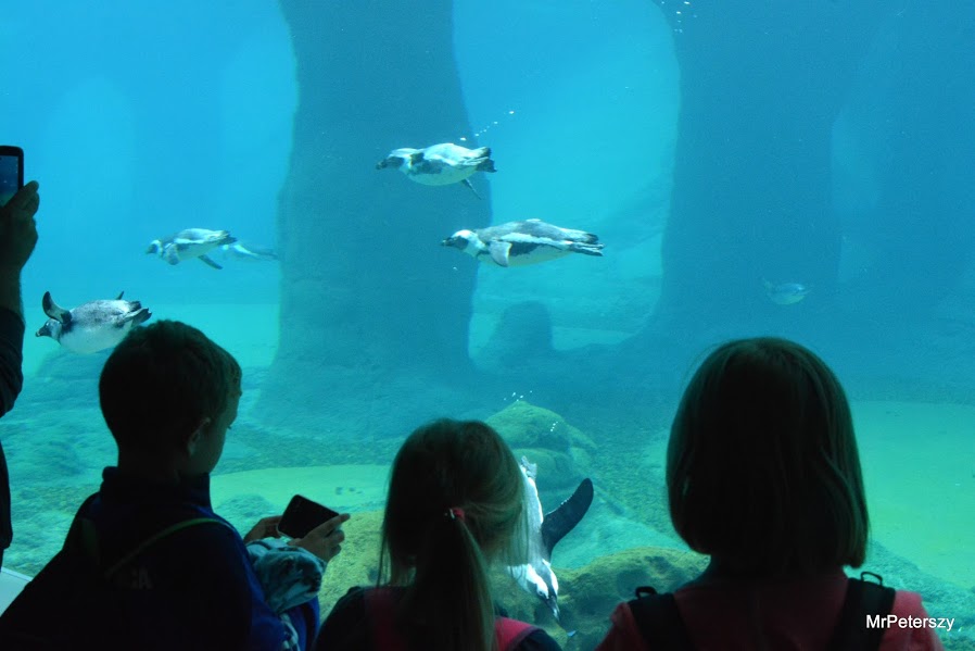 Wycieczka dzieci do wrocławskiego ogrodu zoologicznego