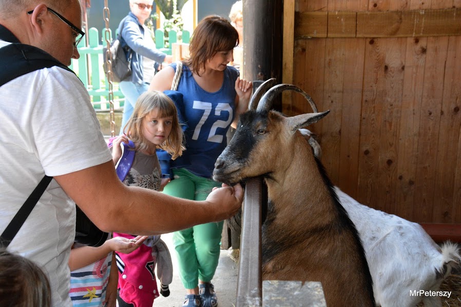 Wycieczka dzieci do wrocławskiego ogrodu zoologicznego