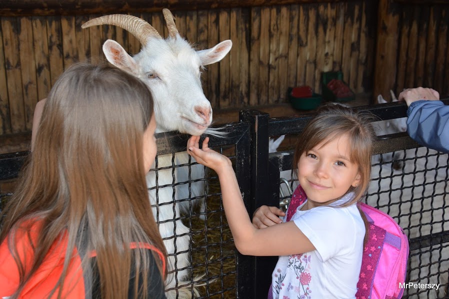 Wycieczka dzieci do wrocławskiego ogrodu zoologicznego