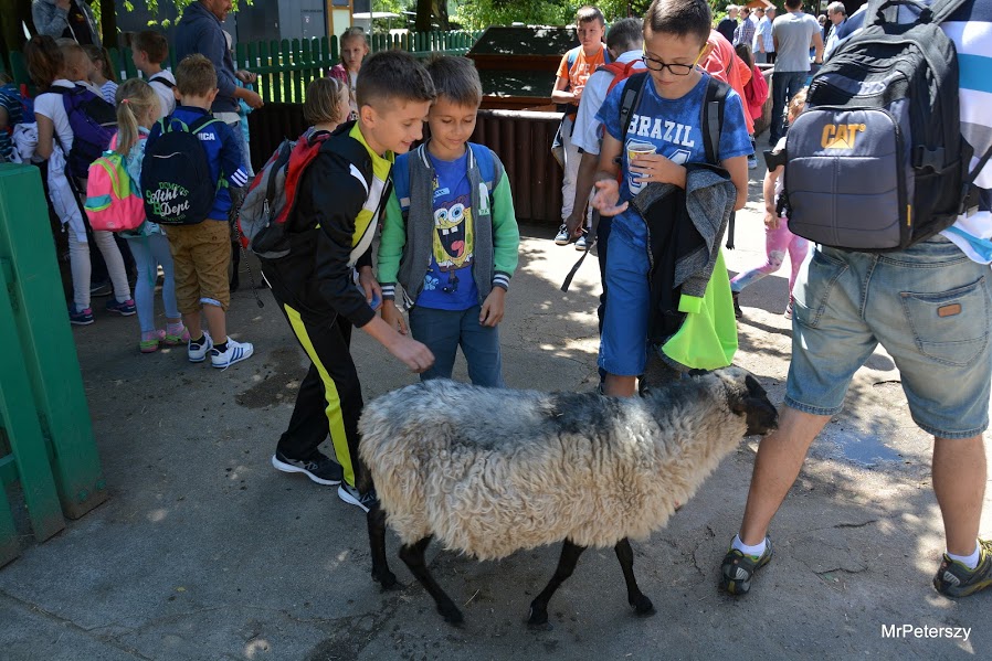 Wycieczka dzieci do wrocławskiego ogrodu zoologicznego