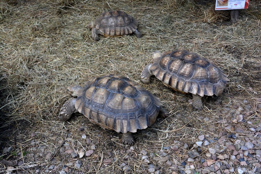 Wycieczka dzieci do wrocławskiego ogrodu zoologicznego