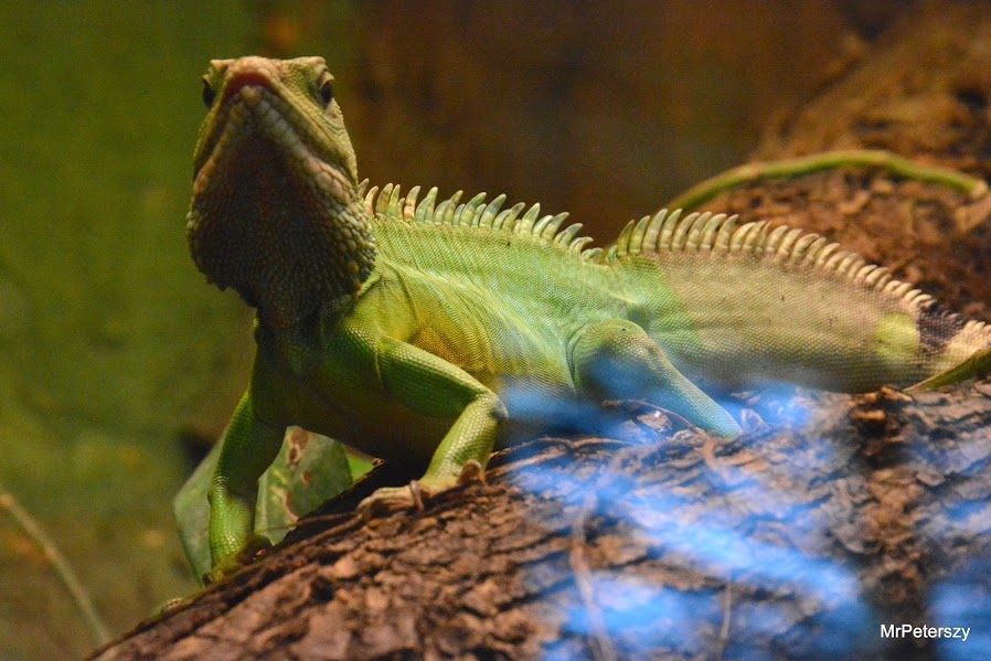 Wycieczka dzieci do wrocławskiego ogrodu zoologicznego