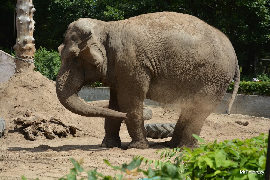 Wycieczka dzieci do wrocławskiego ogrodu zoologicznego