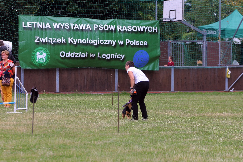 W Legnickim Polu odbyła się wystawa psów myśliwskich