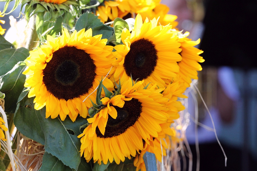 Mieszkańcy gminy Miłkowice celebrują święto doroczne plonów