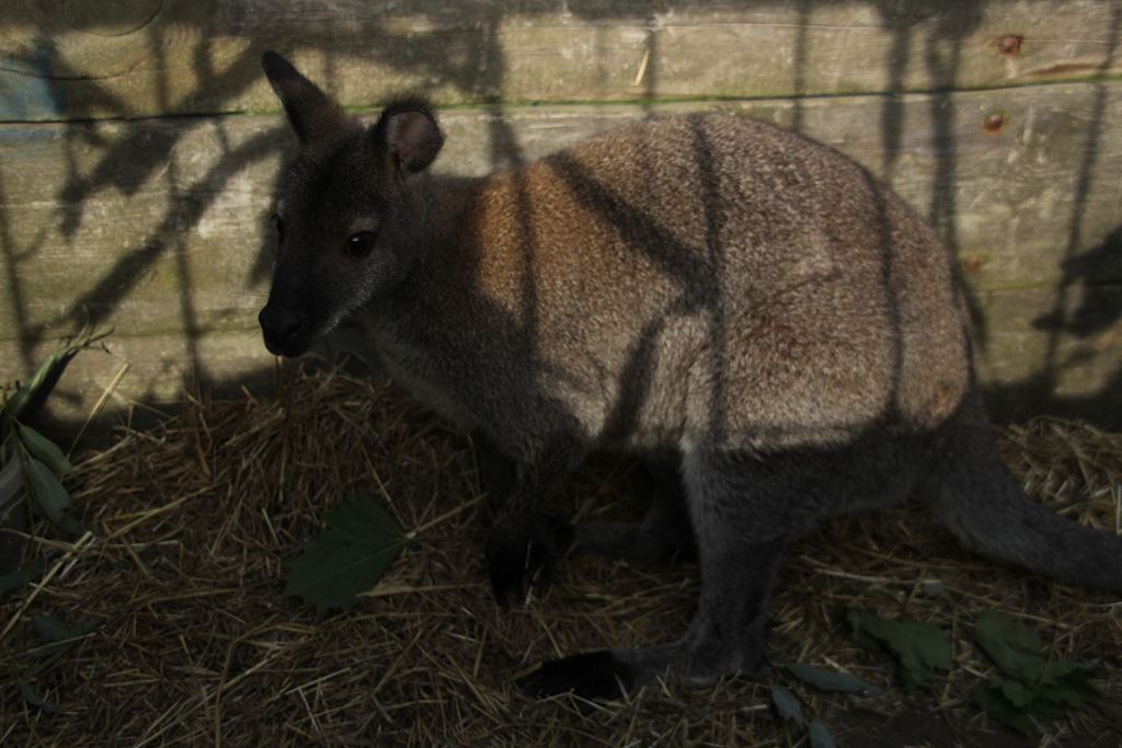 W Rosochatej mieszkańcy gminy Kunice bawili się do wieczora