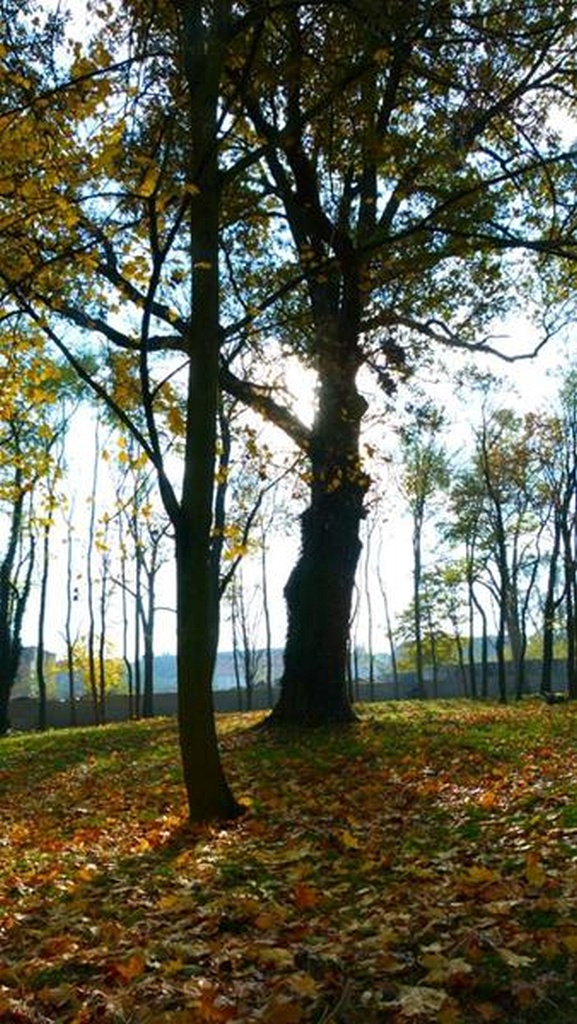 W Prochowicach został otwarty zrewitalizowany park przyzamkowy