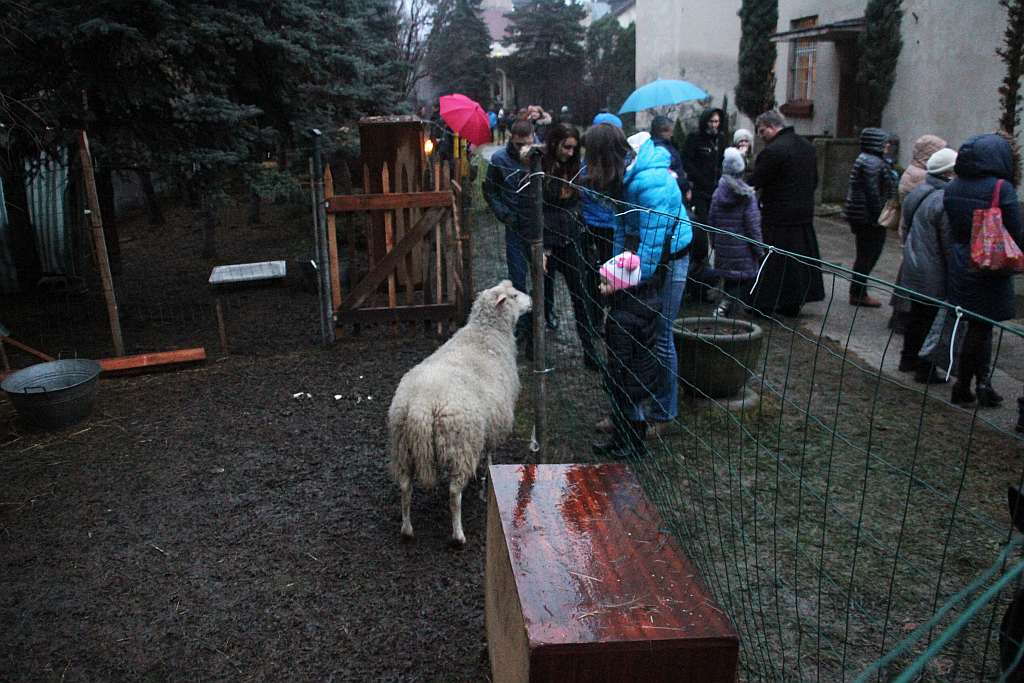 Franciszkanie przygotowali dla mieszkańców legnicy żywą szopkę