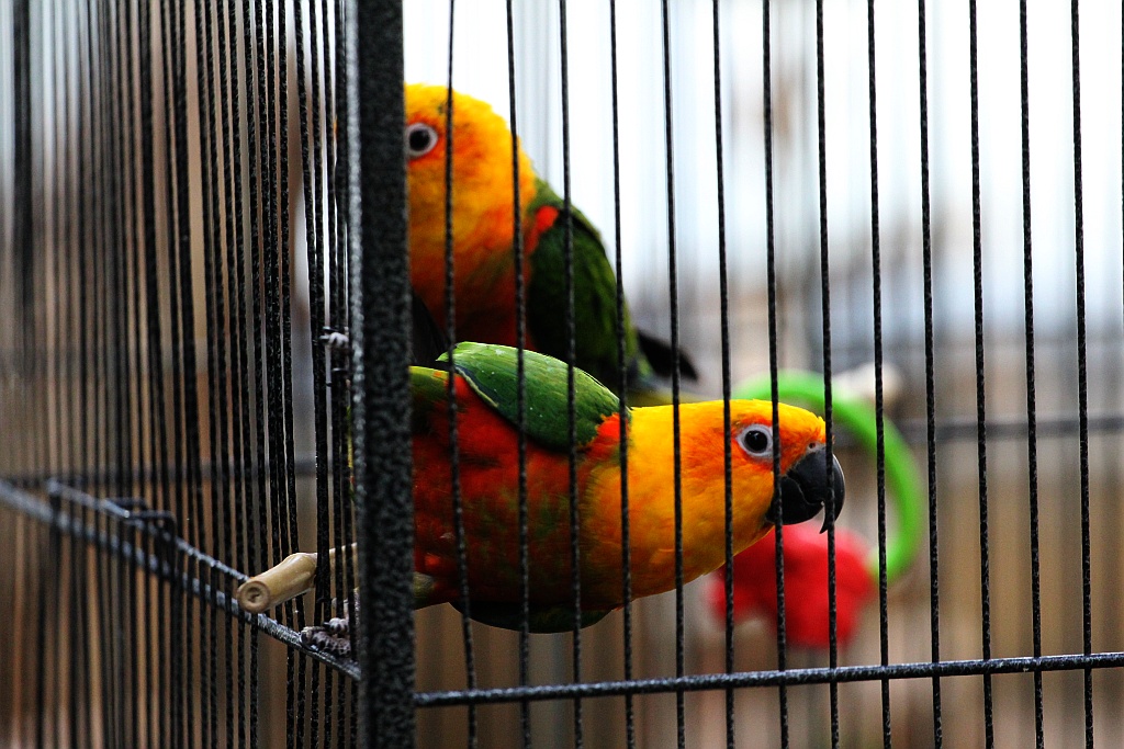 Legniczanie mogą już odwiedzać palmiarnię i mini zoo