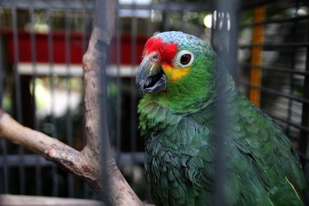 Legniczanie mogą już odwiedzać palmiarnię i mini zoo