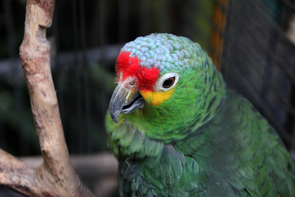 Legniczanie mogą już odwiedzać palmiarnię i mini zoo