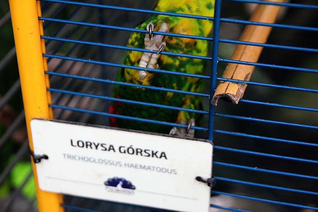 Legniczanie mogą już odwiedzać palmiarnię i mini zoo