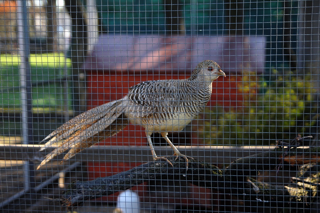 Legniczanie mogą już odwiedzać palmiarnię i mini zoo