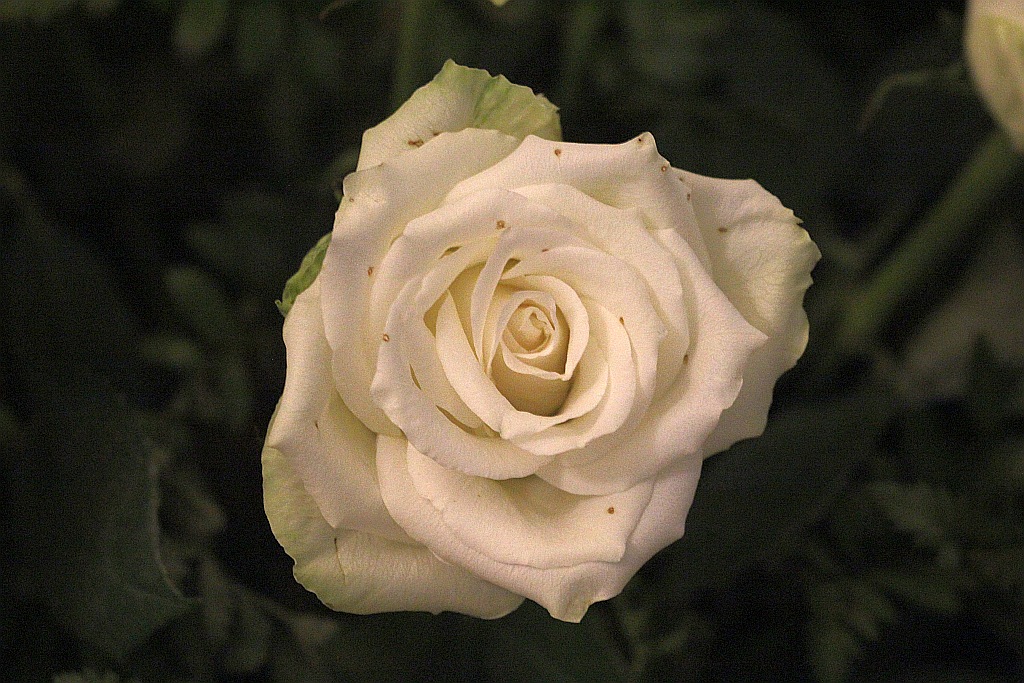 W katedrze ponad 150 księży uczestniczyło we Mszy Krzyżma