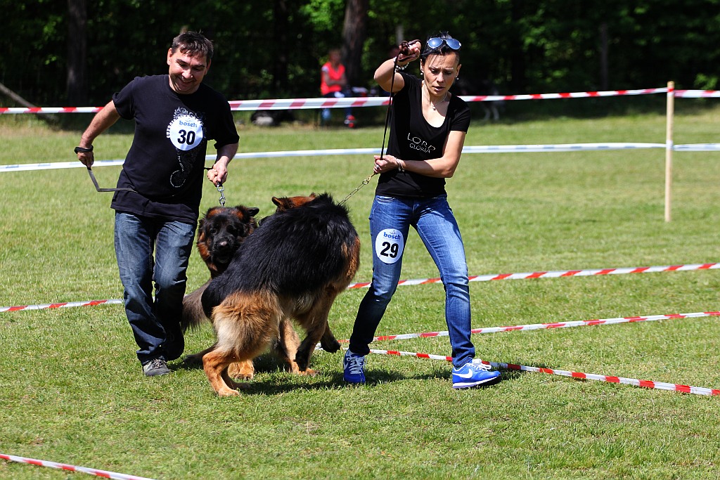 Rasowe psy w Miłogostowicach walczyły o czempionat i puchary