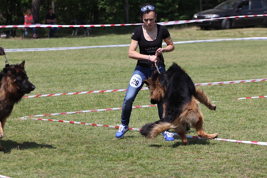 Rasowe psy w Miłogostowicach walczyły o czempionat i puchary