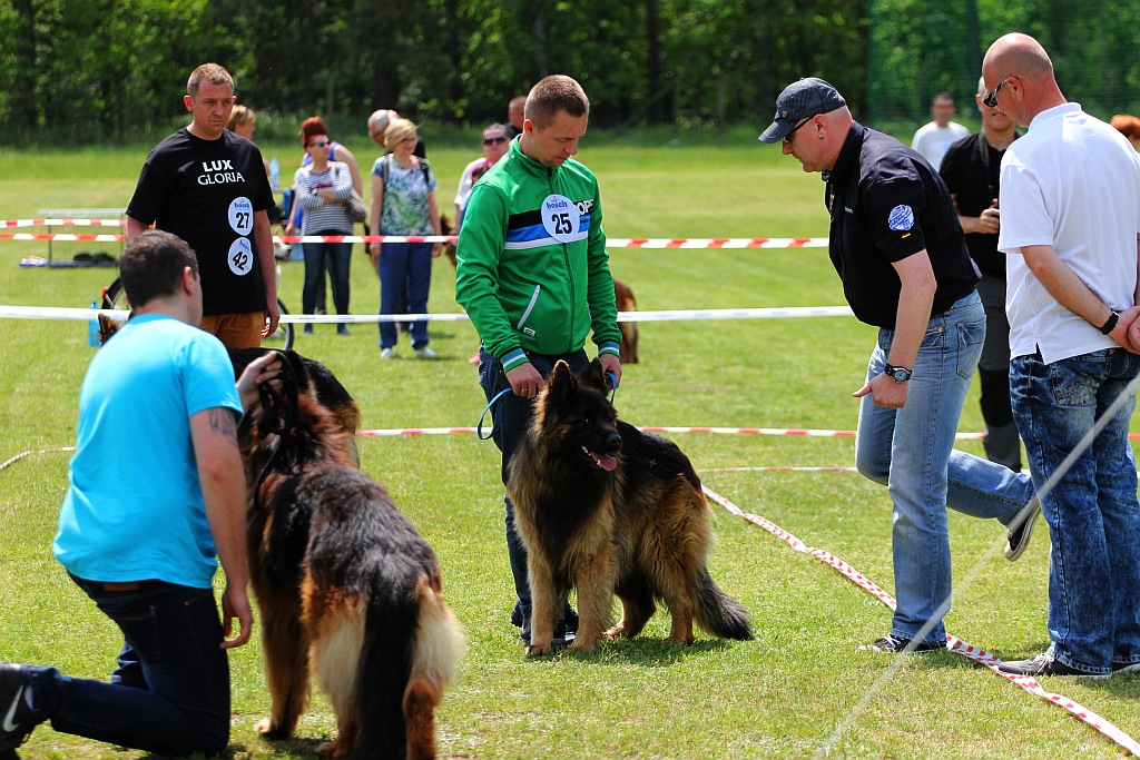 Rasowe psy w Miłogostowicach walczyły o czempionat i puchary