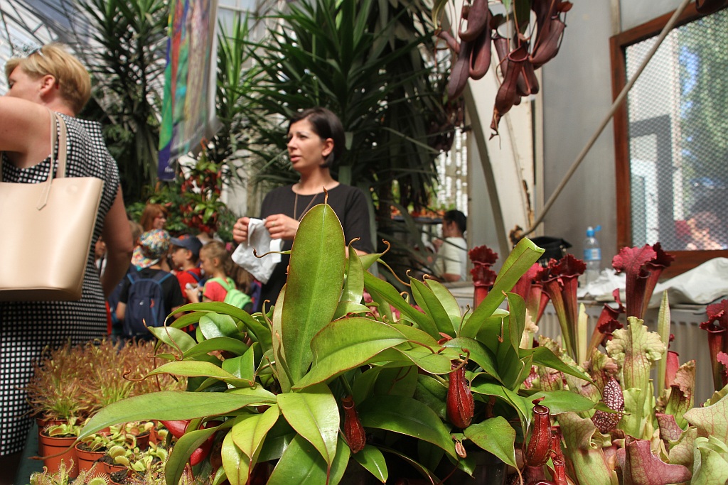 „Żarłoczne rośliny” rozpanoszyły się w legnickiej palmiarni