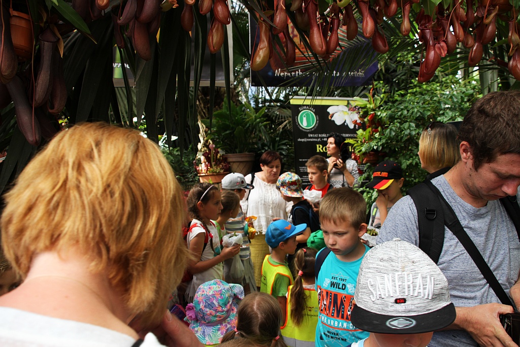 „Żarłoczne rośliny” rozpanoszyły się w legnickiej palmiarni