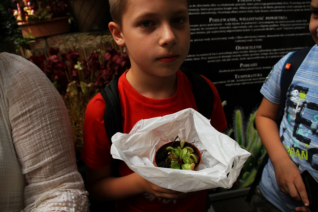 „Żarłoczne rośliny” rozpanoszyły się w legnickiej palmiarni