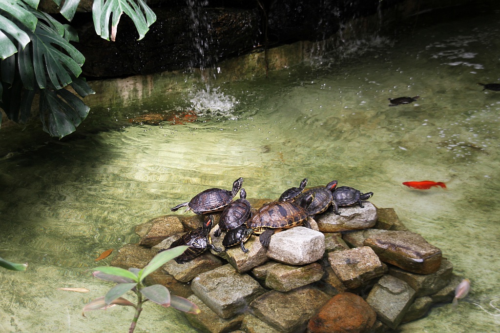 „Żarłoczne rośliny” rozpanoszyły się w legnickiej palmiarni