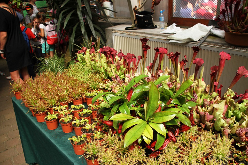 „Żarłoczne rośliny” rozpanoszyły się w legnickiej palmiarni