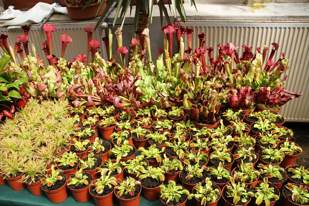 „Żarłoczne rośliny” rozpanoszyły się w legnickiej palmiarni