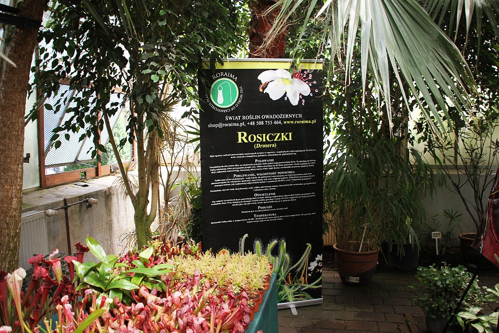 „Żarłoczne rośliny” rozpanoszyły się w legnickiej palmiarni