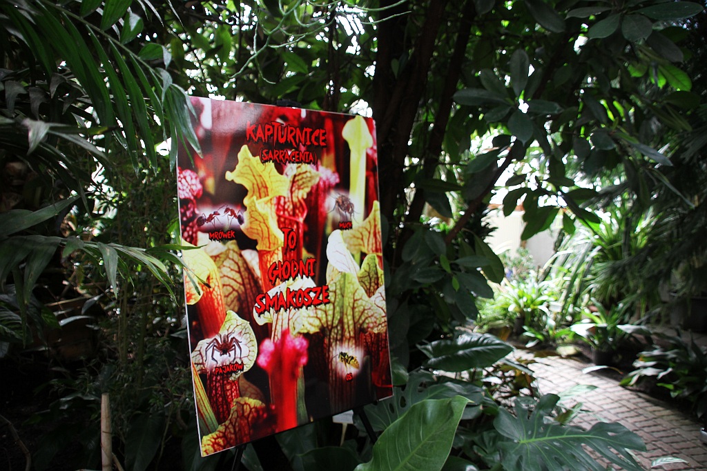 „Żarłoczne rośliny” rozpanoszyły się w legnickiej palmiarni