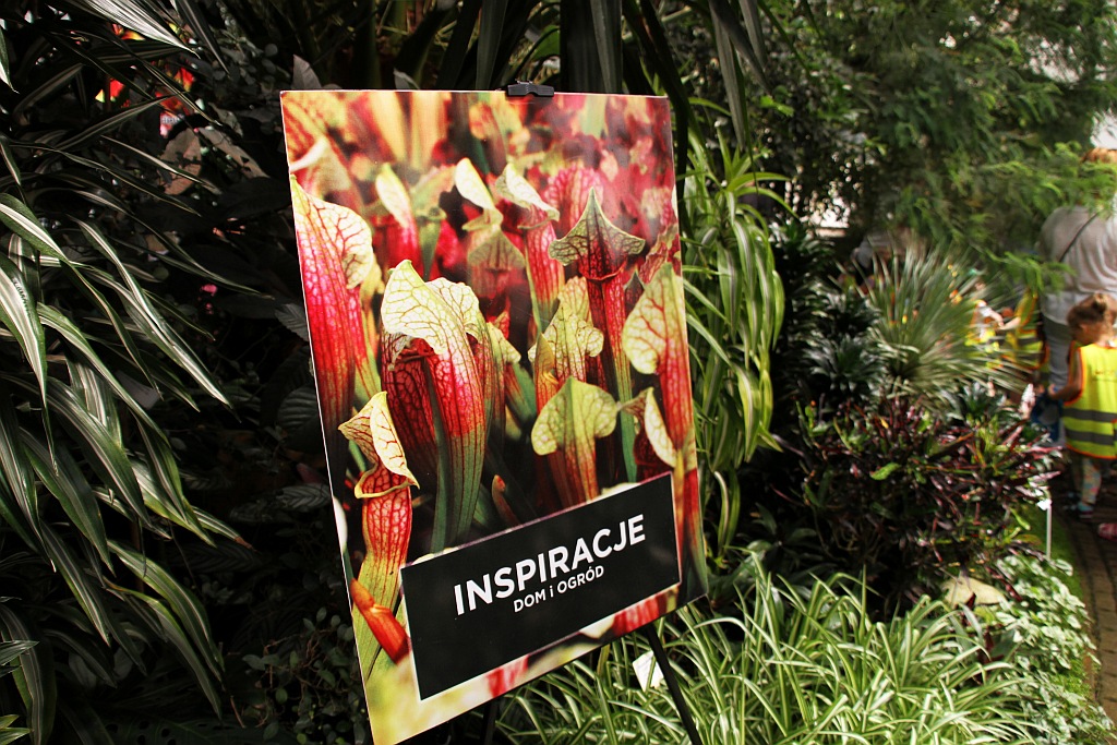 „Żarłoczne rośliny” rozpanoszyły się w legnickiej palmiarni