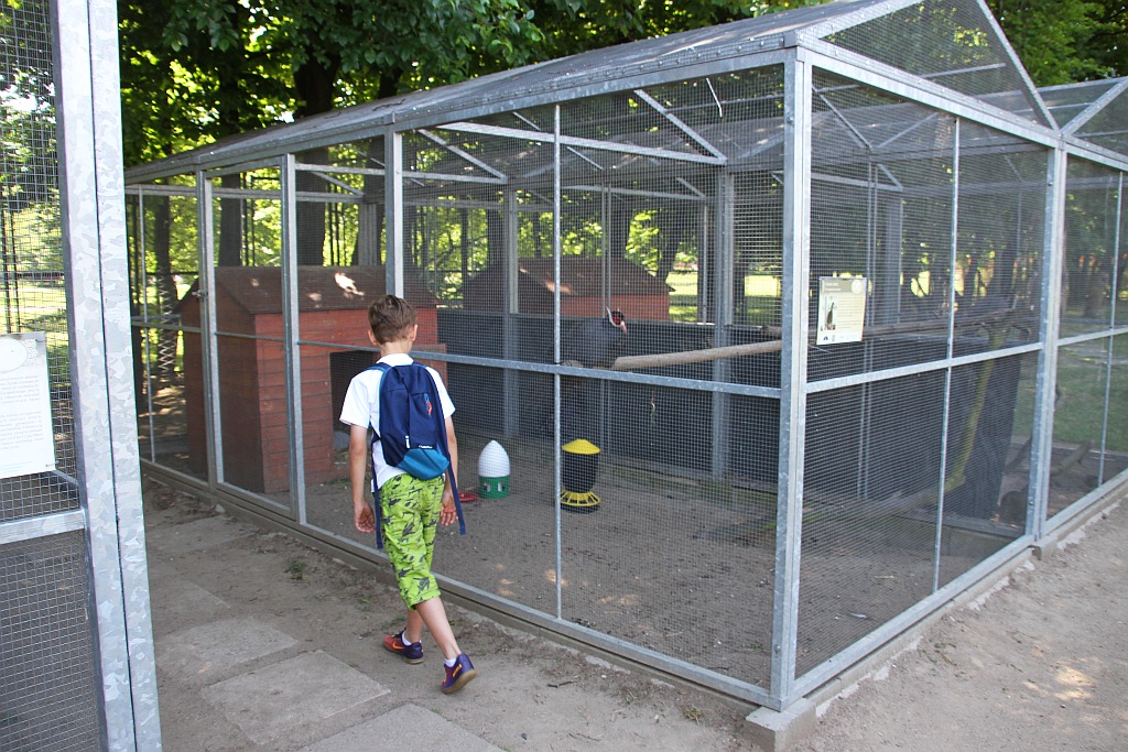 „Żarłoczne rośliny” rozpanoszyły się w legnickiej palmiarni