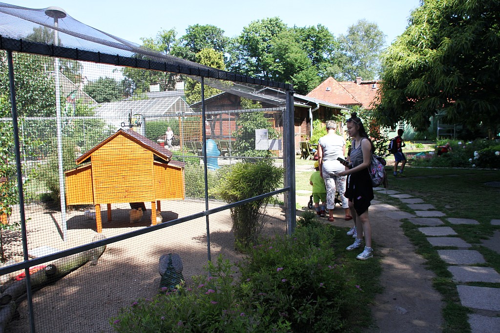 „Żarłoczne rośliny” rozpanoszyły się w legnickiej palmiarni
