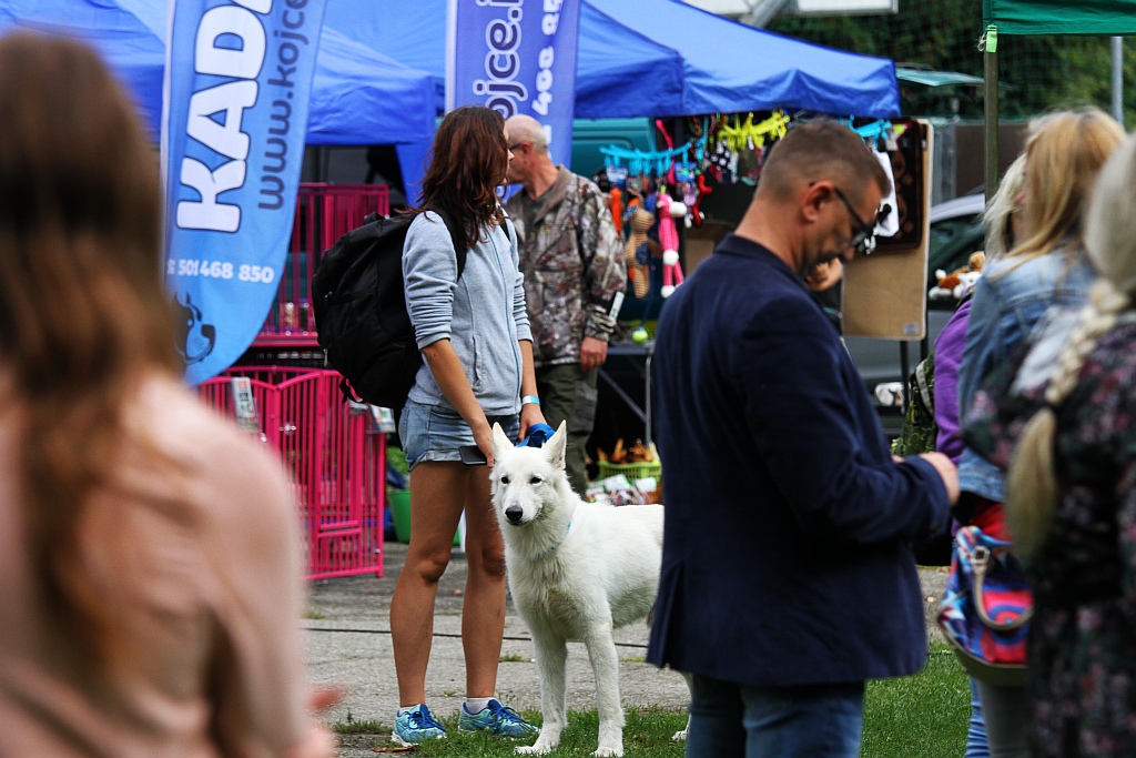Psy myśliwskie znów goszczą na wystawie w Legnickim Polu