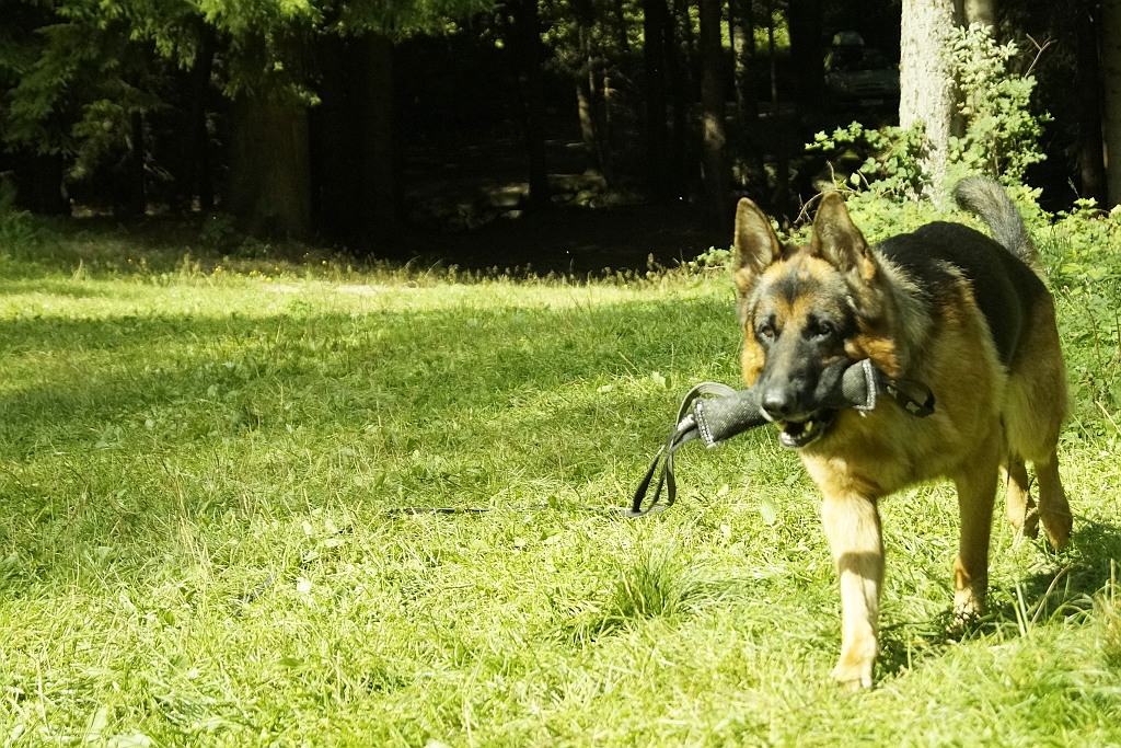 Wakacje z psem w Karpaczu organizowane przez Champion