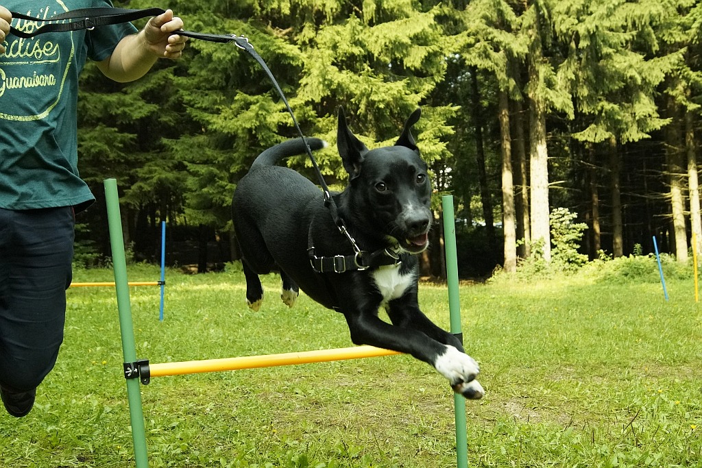 Wakacje z psem w Karpaczu organizowane przez Champion