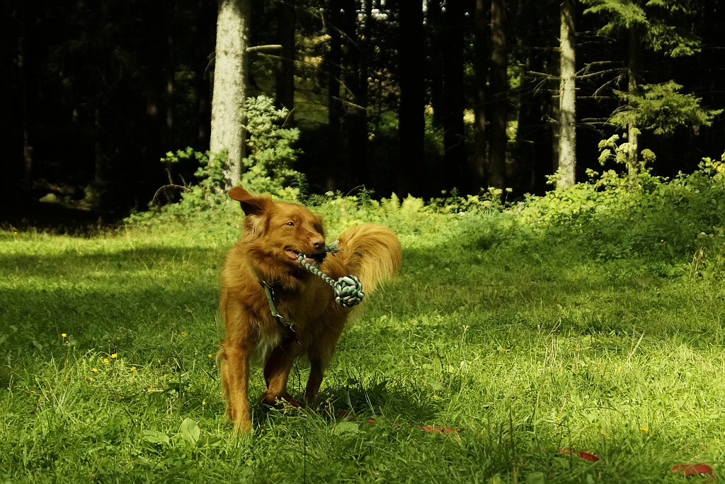 Wakacje z psem w Karpaczu organizowane przez Champion