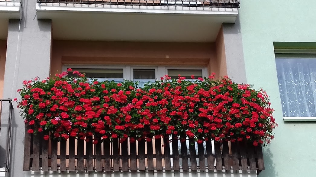 Podsumowanie konkursu na najpiękniejszy ogródek i balkon