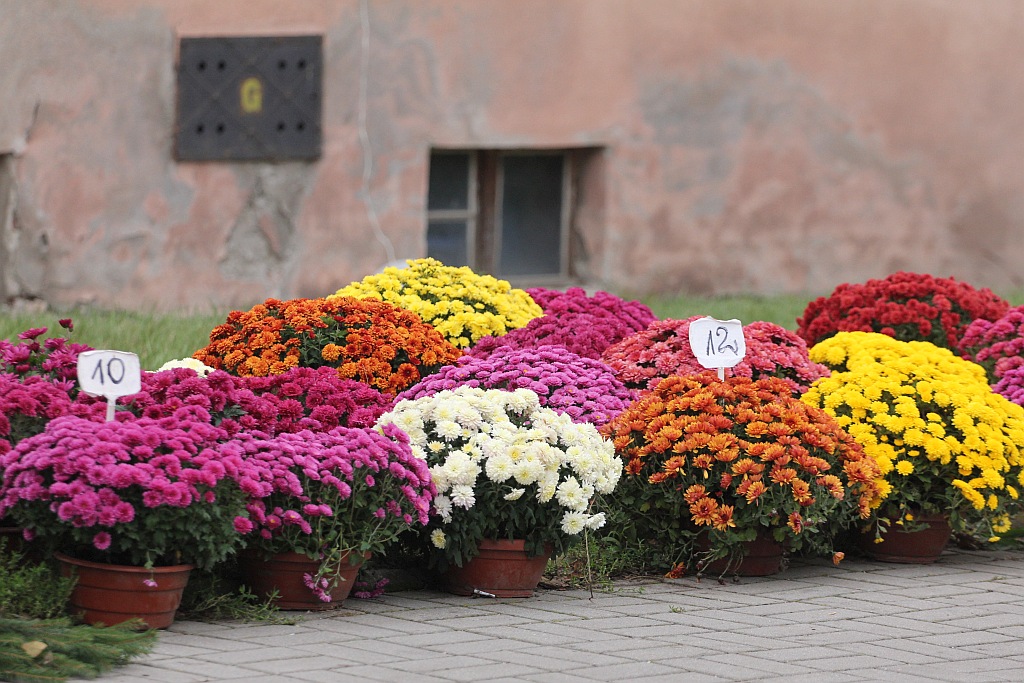 Rozpoczęła się sprzedaż kwiatów, stroików i zniczy na groby
