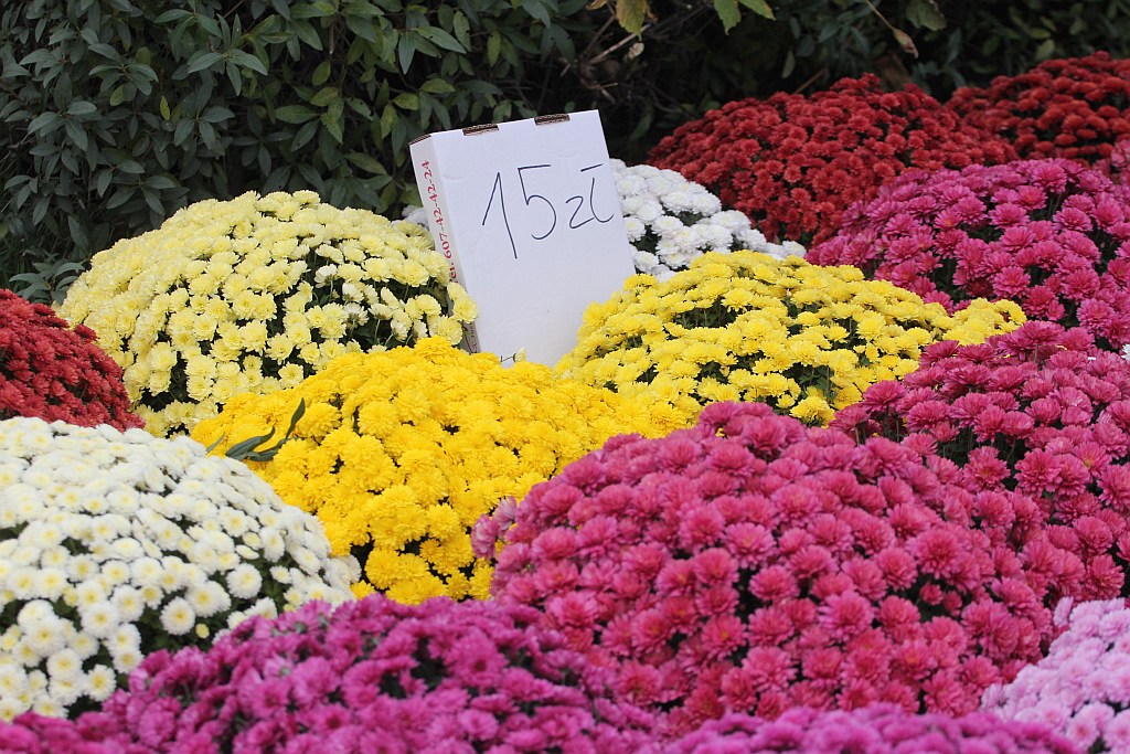 Rozpoczęła się sprzedaż kwiatów, stroików i zniczy na groby