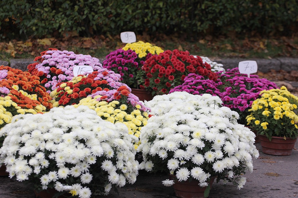 Rozpoczęła się sprzedaż kwiatów, stroików i zniczy na groby