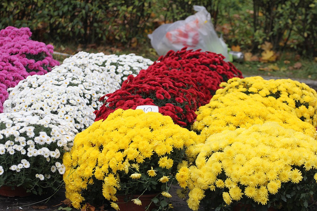 Rozpoczęła się sprzedaż kwiatów, stroików i zniczy na groby